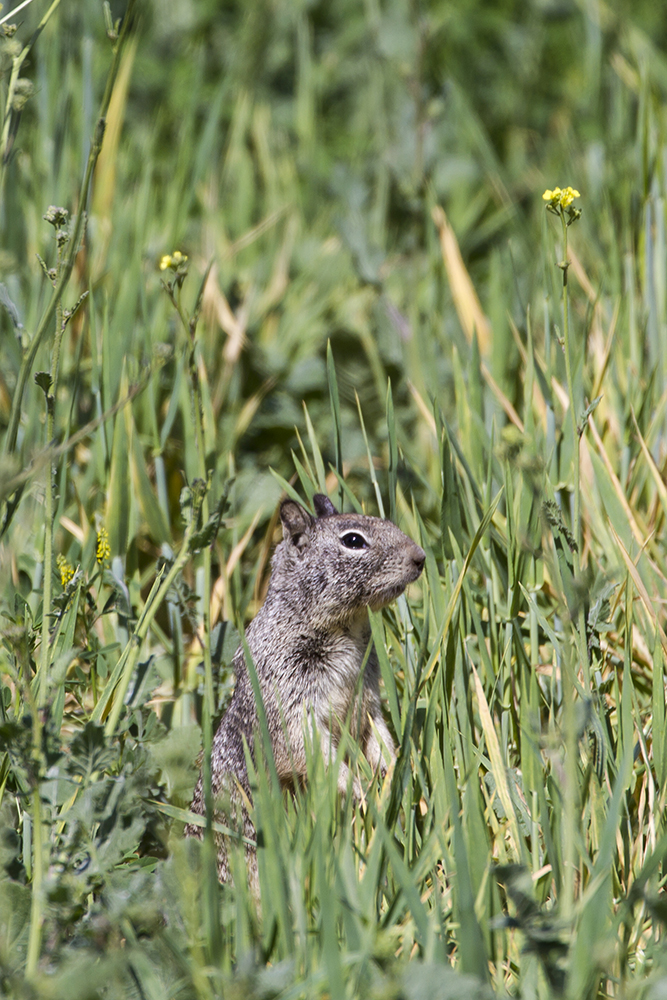 Toxic Baits for Belding's ground squirrel - Ground Squirrel BMPs
