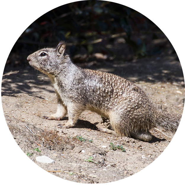Northern California Ground Squirrel Control